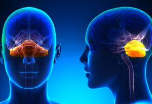 Откриха нова важна функция на церебелума в мозъка