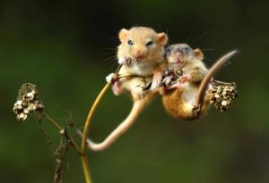 20 миниатюрни диви мишчици 