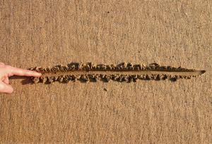 Притча за правата линия