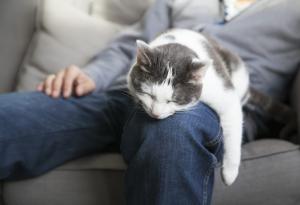 Ето защо трябва да се чувствате специални, ако котката ви обожава да се гушка с вас