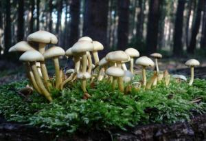 Откриха защо магическите гъби са станали магически