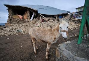 Могат ли животните да предусещат природни бедствия?