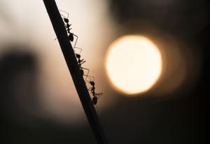 Нов вид мравки-дракони, кръстени на герои от филма "Игра на тронове"