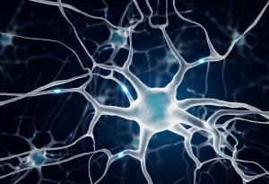 Кое увеличава броя на мозъчните клетки: вдигането на тежести или бягането?