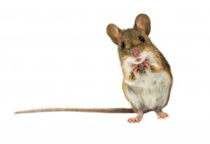 Учени създадоха мишки от изкуствени яйцеклетки
