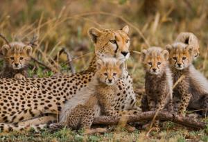 Земята е на прага на най-голямото масово измиране на видове от времето на динозаврите