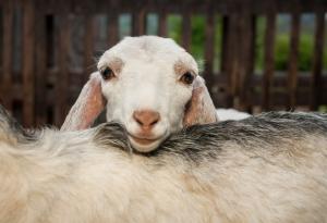 Козите харесват усмихнати хора