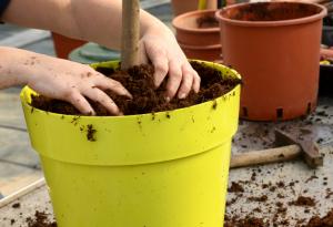 Дръвчета, които можете да отгледате в домашни условия и да берете плодовете им