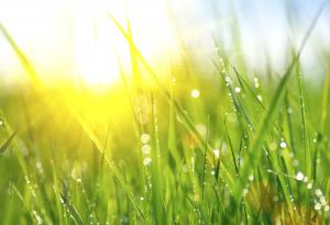 Притча за тревата