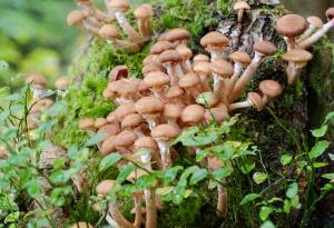 Това е най-големият жив организъм на нашата планета