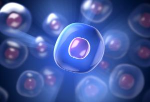 Учени превърнаха спанак в биеща човешка сърдечна тъкан 