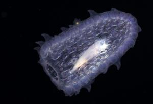 Морските биолози наричат този организъм еднорога на морето