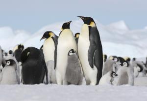 Как се топлят императорските пингвини
