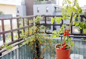 Да победим кризата с градина 