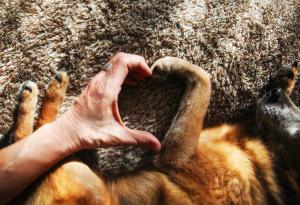 Тези супер сладки снимки са доказателството, че кучетата наистина са нашите най-добри приятели