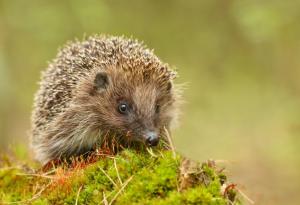 Притча за таралежите