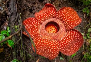 Забавни факти от близо и далеч