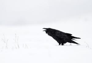 Сюжетът на целия сезон 7 на „Игра на тронове“ изтече в интернет