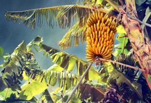 Забавни факти от близо и далеч 