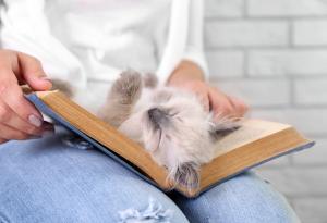 20 котки, които имат нужда от вниманието ви в мига, в който започнете да четете