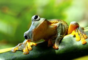 Виц: Жабата и врачката