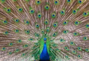 10 от най-красивите национални птици на света