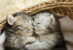 Легендата за най-глупавото изобретение на Исак Нютон