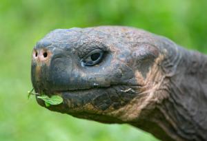 Мъжка костенурка сама спасила вида си от изчезване чрез секс 