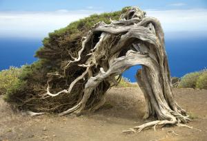 10 от най-странните дървета на света