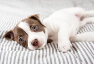 Тези малки кученца ще се погрижат за днешното ви настроение