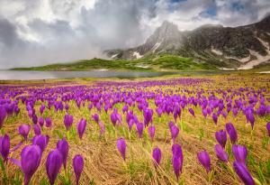 20 великолепни снимки, честващи красотата на пролетта