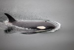 105 годишен кит-убиец още ловува