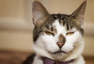 Виц: Досадната котка