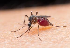 Болестите, пренасяни от комари, ще бъдат спряни с генно редактиране