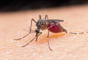 Канадски комари пренасят Западнонилска треска
