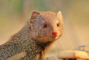 Видео: Битка между мангуста и кобра