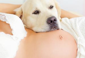 14 кучета, които нямат търпение бебенцето да се роди