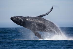 Хитпарадът на китовете