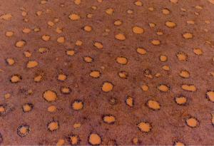 Учени разгадаха мистерията на австралийските вълшебни кръгове