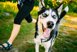 Видео: Смешни животни