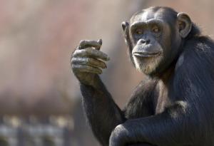 Шимпанзетата вярват в Бог?