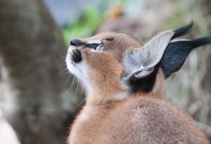 Дали това не е най-сладкият вид въобще?