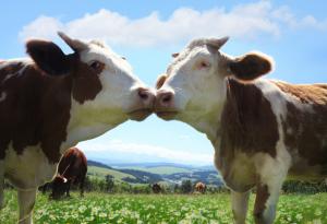 И кравите си имат най-добри приятели
