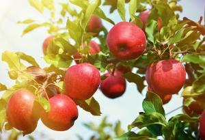 Виц: Изгубихме го!