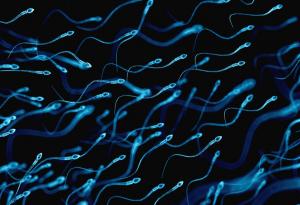 Боксерки или слипове?