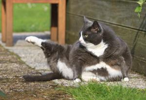 Джон Уейтс за котките