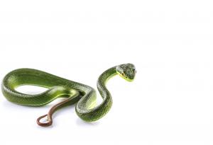 Змия в самолет: но този път истинска, а не на филм