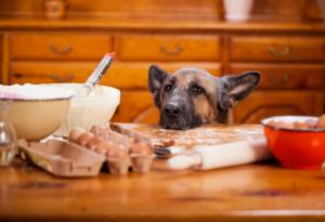 Видео компилация на кучета, които отмъкват храна от стопаните си