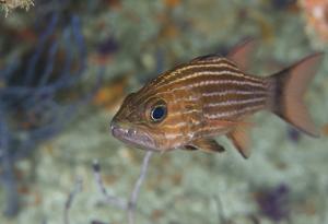 Тропическа рибка инжектира нападателите си с дрога