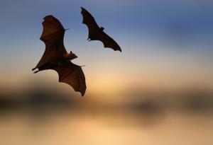 Най-бързо летящата твар не е птица